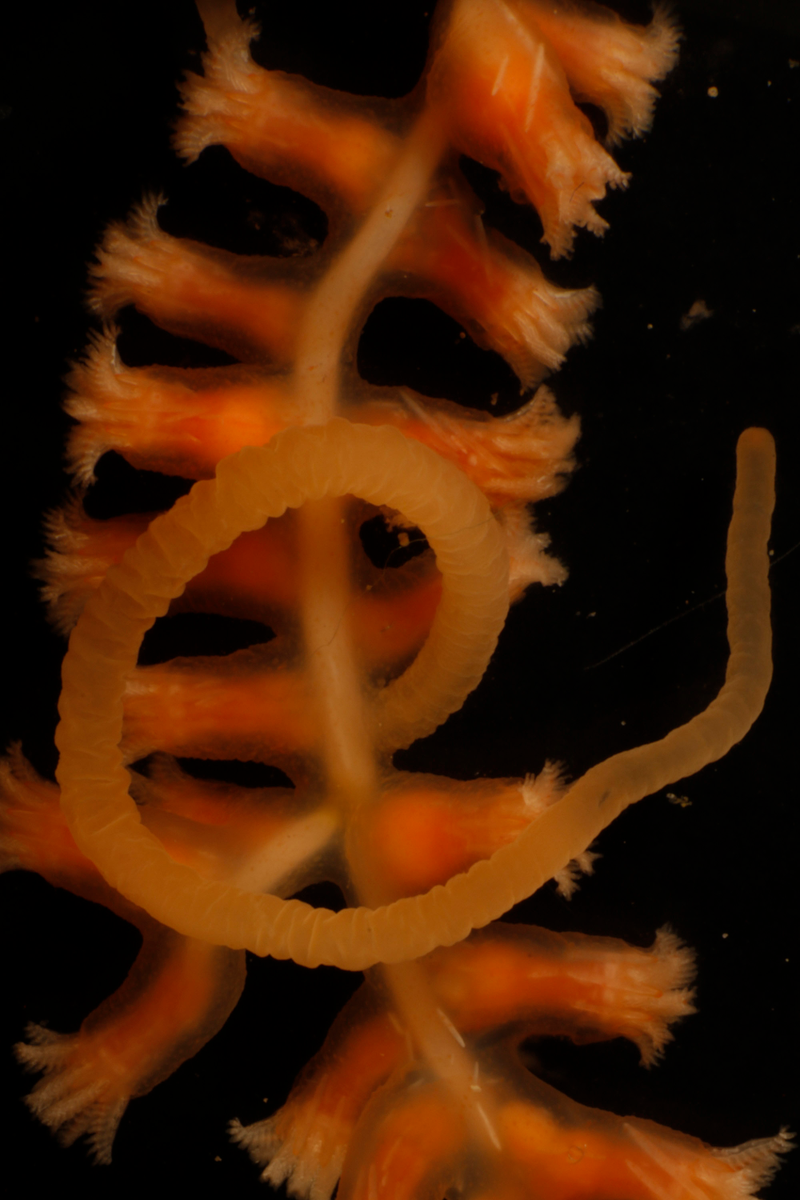 Isidae, un tipo de gorgonia marina conocido como coral bambú